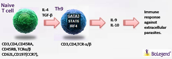 Na?ve T cell 細(xì)胞極化之Th9 Na?ve T cell 細(xì)胞極化之Th9